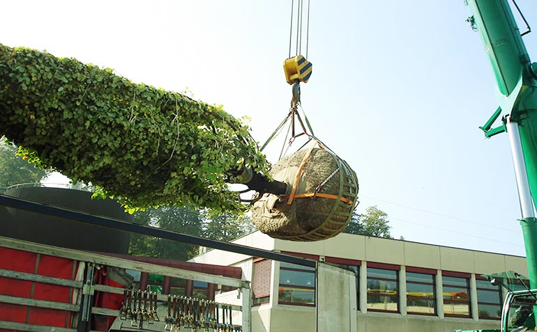 Delivery of large-sized trees