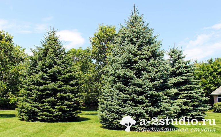 Large-sized European spruce