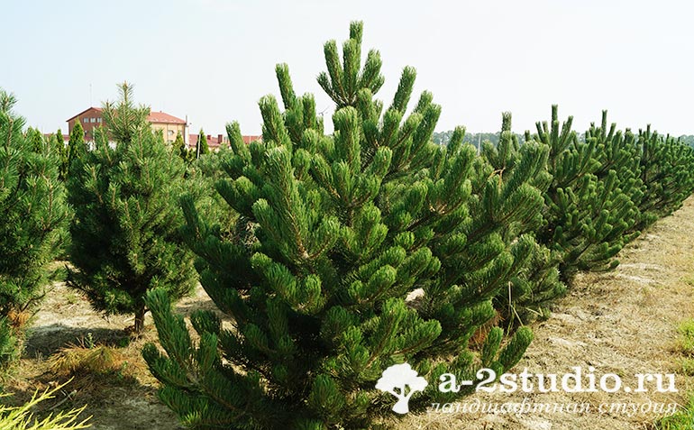 Large-sized black pine