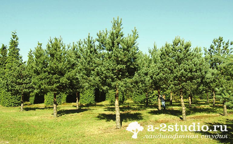 Large-sized ordinary pine