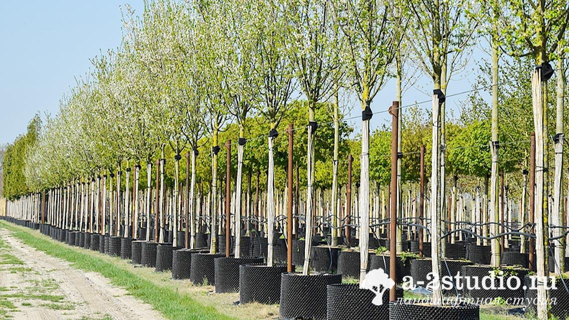 Trees in Spring Ring containers