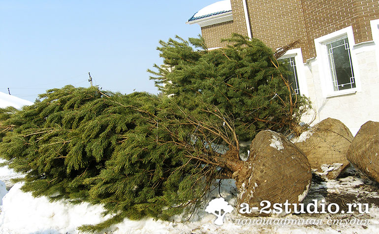 Large-sized trees with an earthen lump