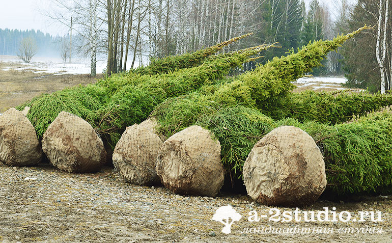 Adult trees ready for planting