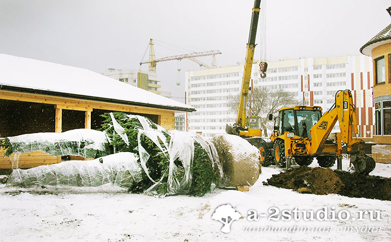 Preparation of a pit for planting large-sized trees