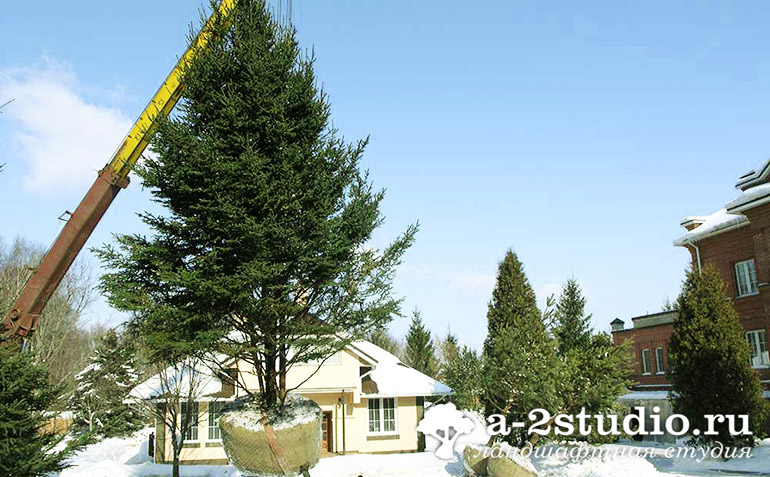 Planting of a large-sized tree with special equipment