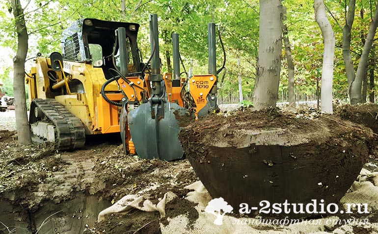 Digging up trees with special equipment