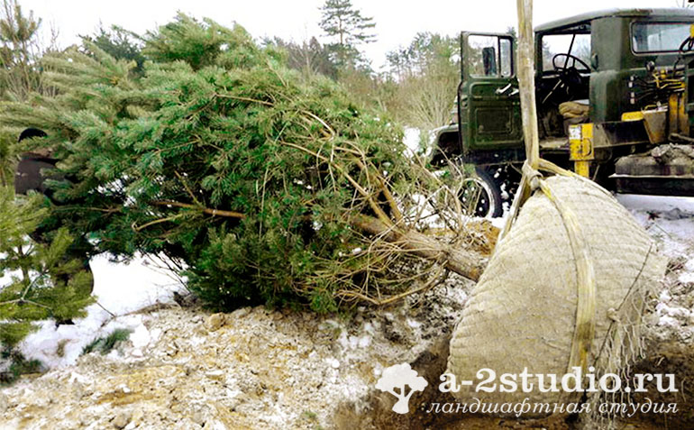 Winter planting of large-sized trees