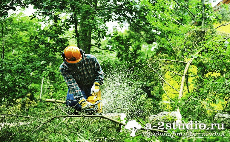 Removal of old trees