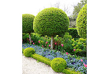 Shearing trees in the shape of a ball