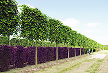 Moulded trees in a park