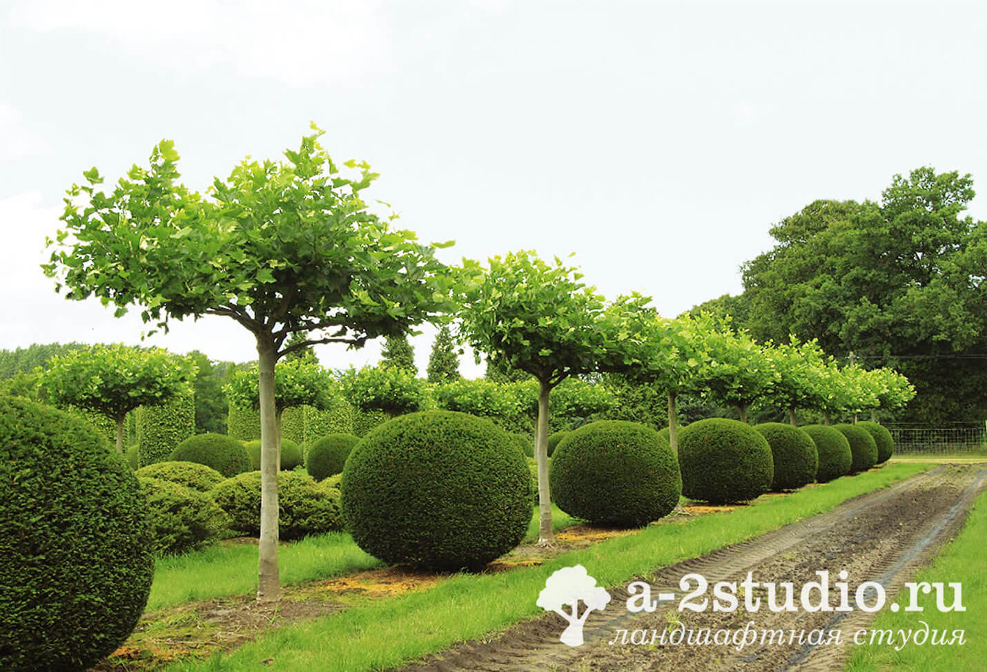 Cutting bushes in the shape of a ball