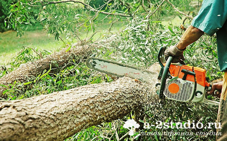 Removal of old trees